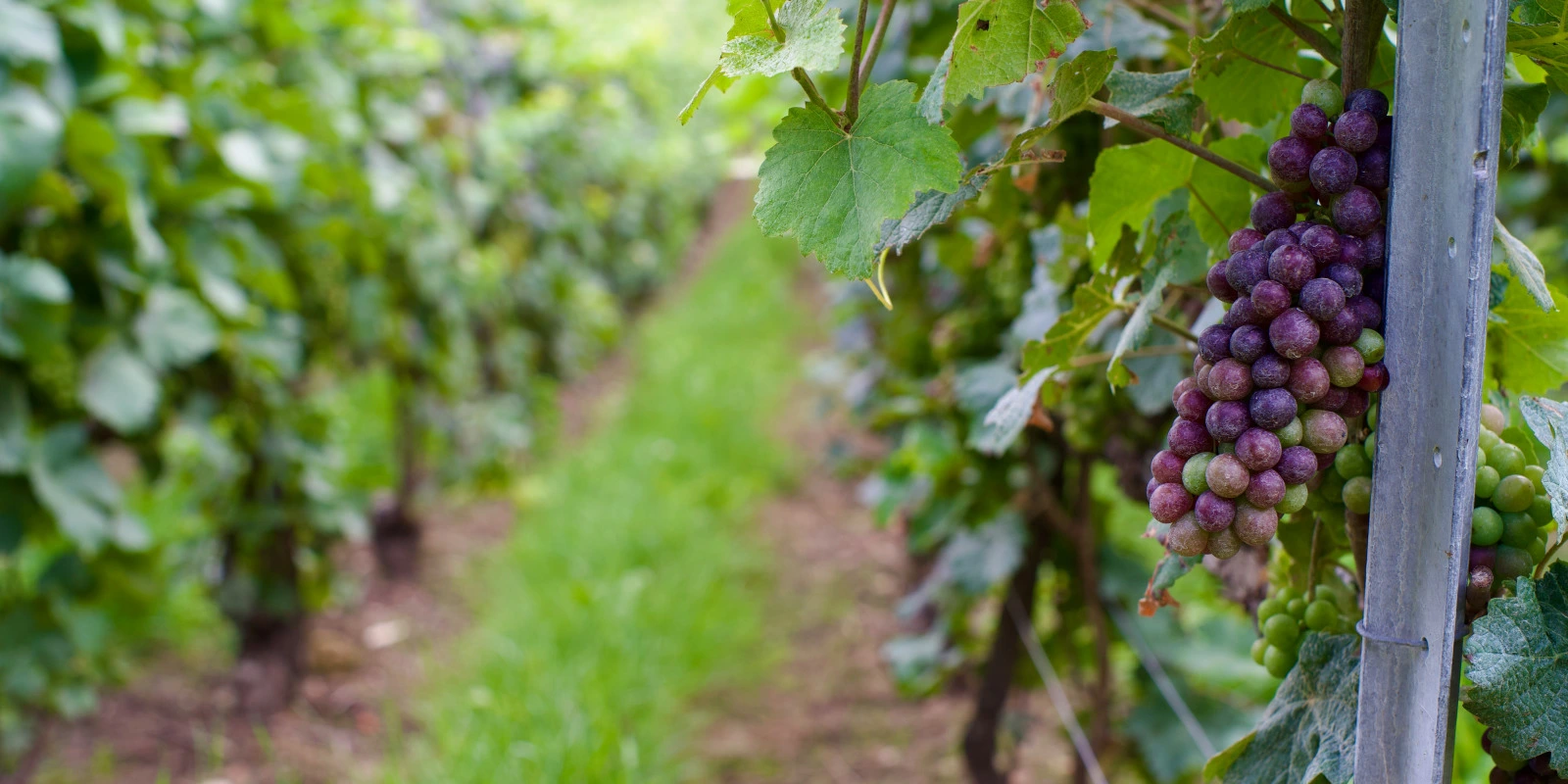 Comment Faire une Lettre de Motivation pour le BUT SGM